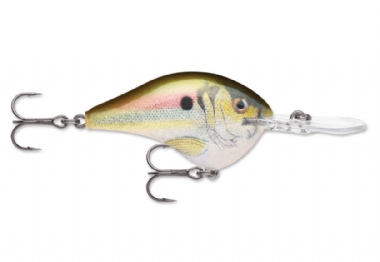 LIVE RIVER SHAD